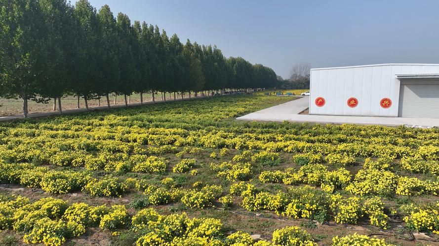 河南开封通许县1月26日新增破17(开封通许解封了吗)