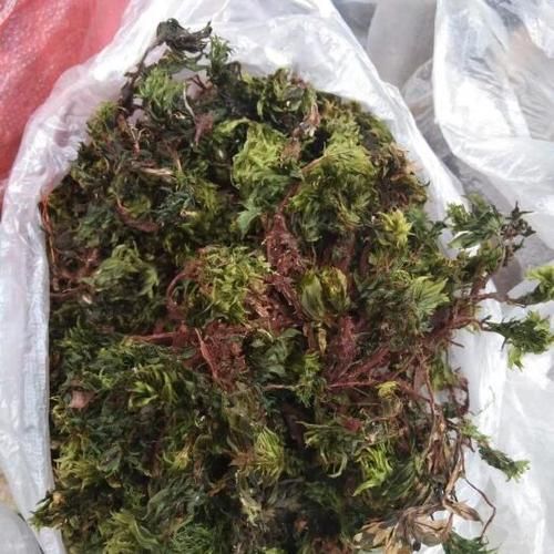 云南省临沧市双江拉祜族佤族布朗族傣族自治县今冬无新增死亡病例的简单介绍