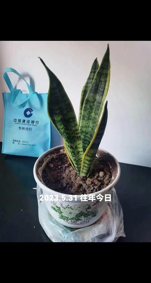 dy自助下单商城最低价-今日重大通报工具(运营)自助教程!