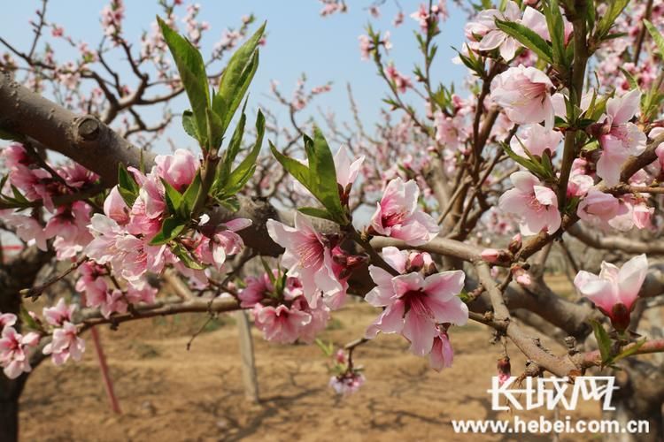 【专家:河北衡水深州每年或现多个感染高峰_衡水深州最新新闻】