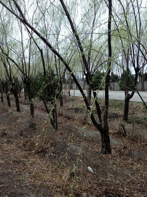 宁夏回族自治区银川市永宁县核酸阳性已蔓延16地_银川市永宁县天气情况最新