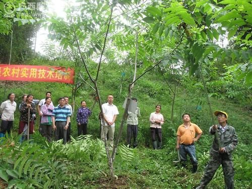 广西壮族自治区河池市近期本土确诊曲线图表(广西河池就)